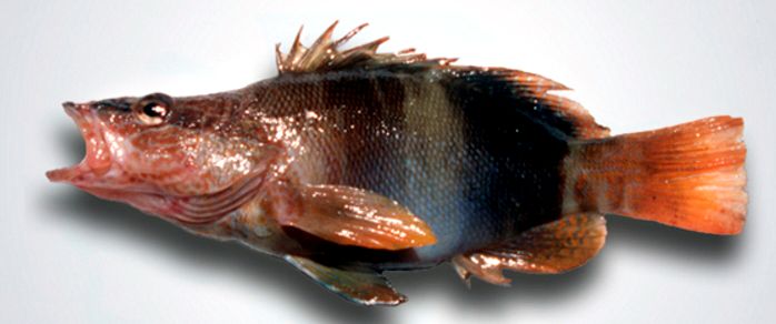 Serranus scriba_008